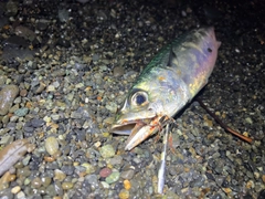 サバの釣果