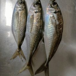 アジ