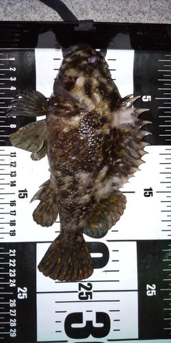 オウゴンムラソイの釣果