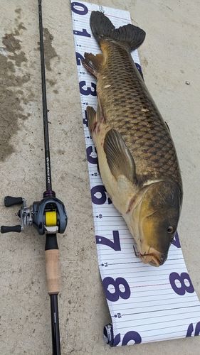 コイの釣果