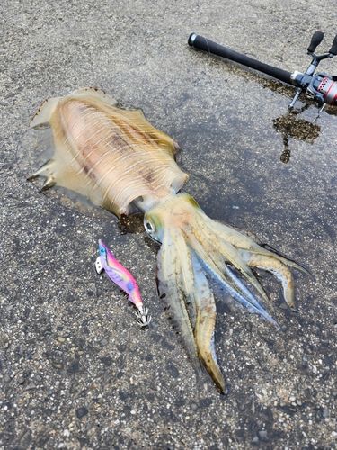 アオリイカの釣果