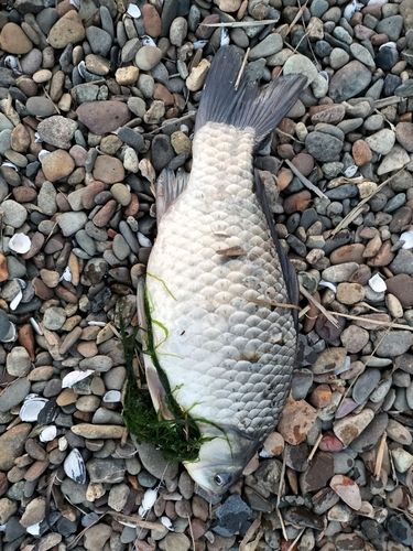 フナの釣果