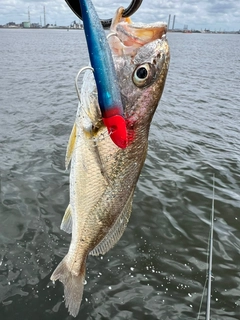 イシモチの釣果