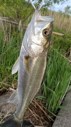 スズキの釣果
