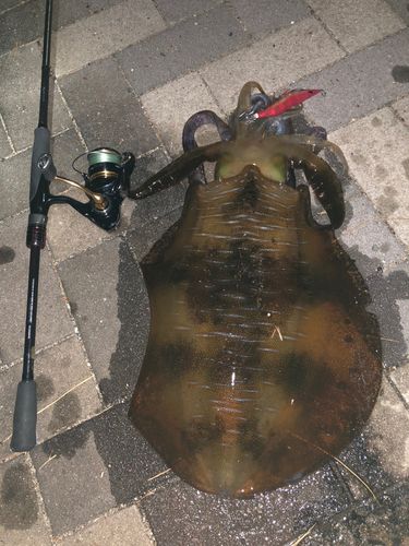 アオリイカの釣果
