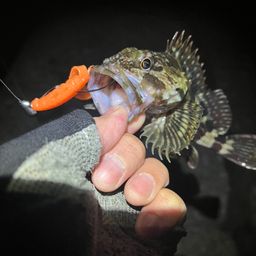 カサゴ
