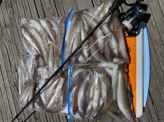 キスの釣果