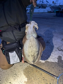 コウイカの釣果