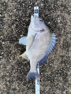 キチヌの釣果