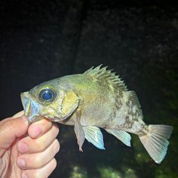 メバル