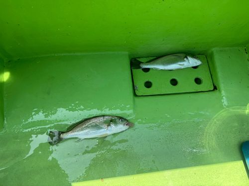 イシモチの釣果