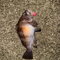 メバル