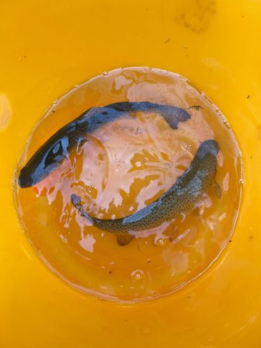 ニジマスの釣果