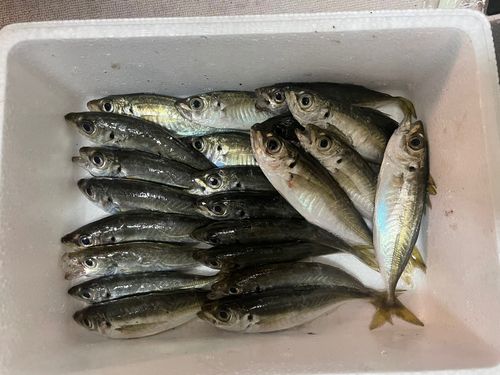 アジの釣果