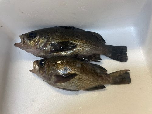 メバルの釣果