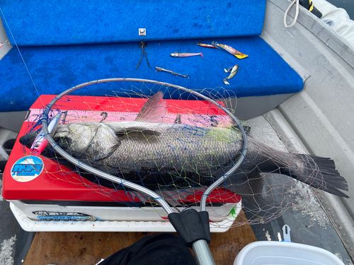 ヒラスズキの釣果