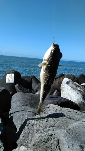 クサフグの釣果