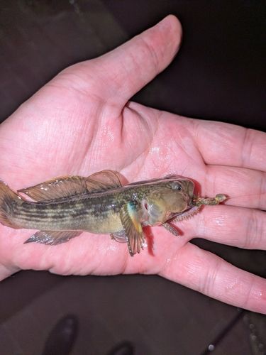 マハゼの釣果