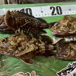 カサゴ