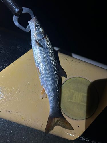 ウグイの釣果