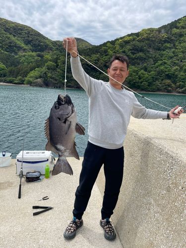 イシダイの釣果