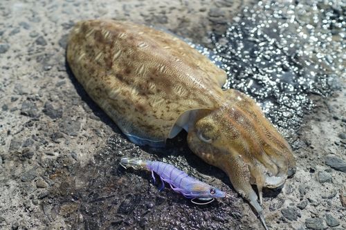 モンゴウイカの釣果
