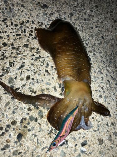 アオリイカの釣果