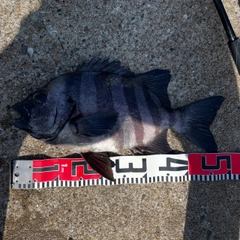 イシダイの釣果