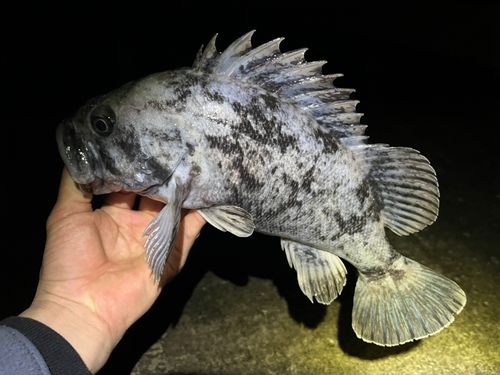 クロソイの釣果