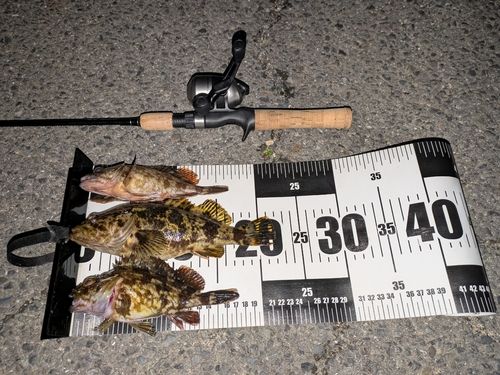タケノコメバルの釣果