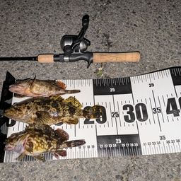 タケノコメバル