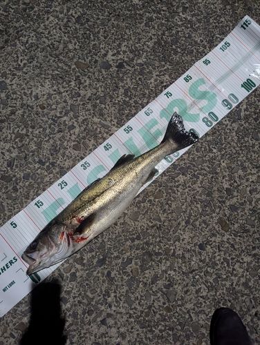 スズキの釣果