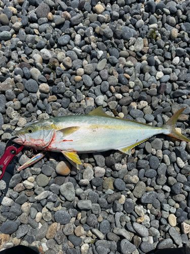 ヒラマサの釣果