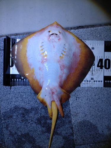 アカエイの釣果