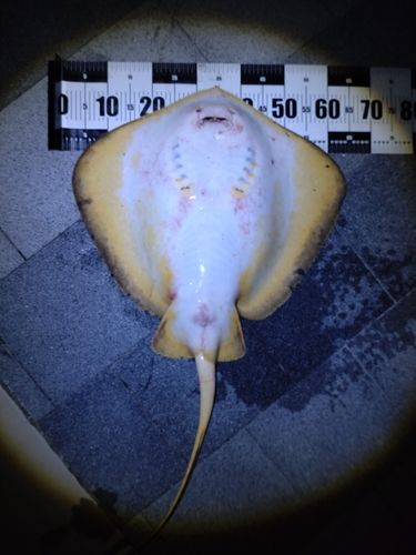 アカエイの釣果