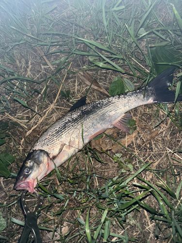 ウグイの釣果
