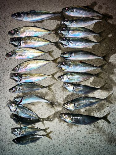 アジの釣果