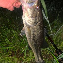 ラージマウスバス