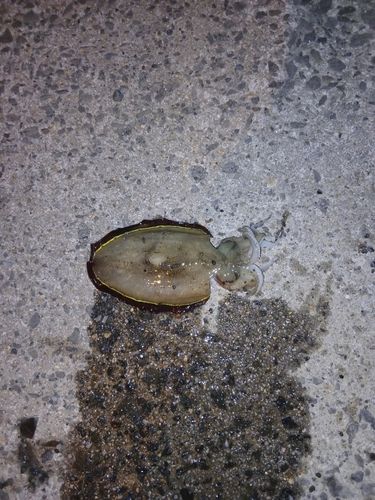 コウイカの釣果