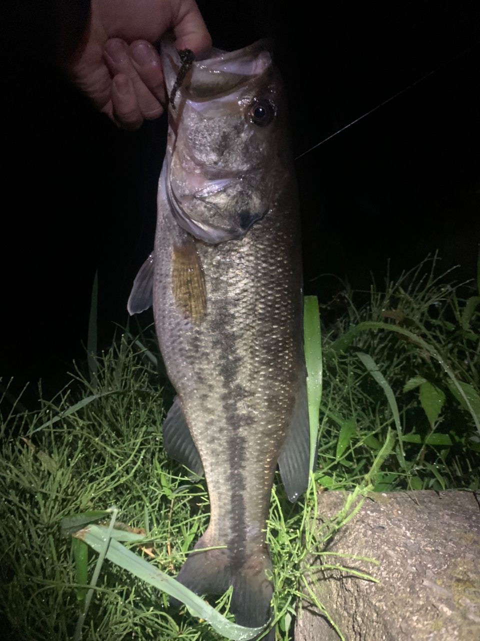 ラージマウスバス