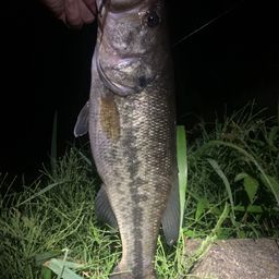 ラージマウスバス