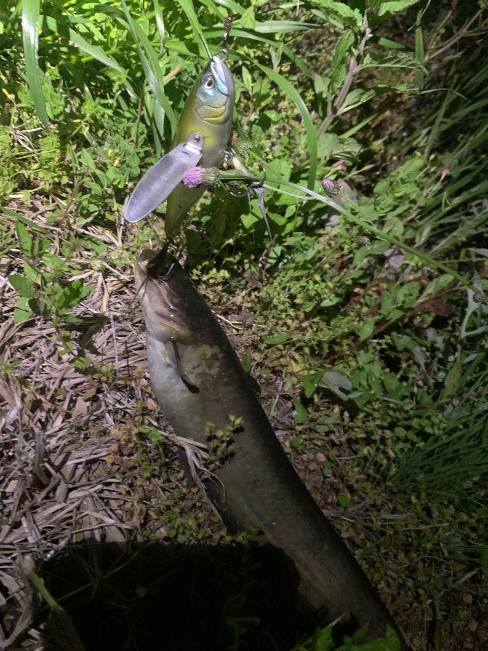 ナマズ