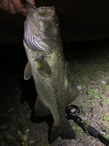 ラージマウスバスの釣果