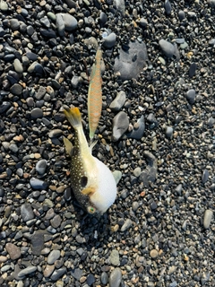 フグの釣果