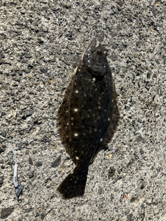 ヒラメの釣果