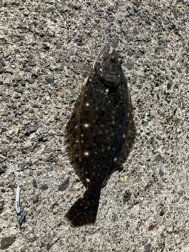 ヒラメの釣果