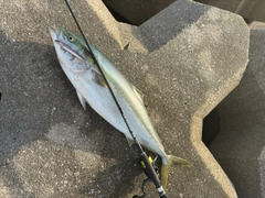 ブリの釣果