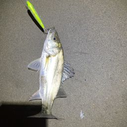 セイゴ（マルスズキ）