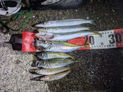 アジの釣果