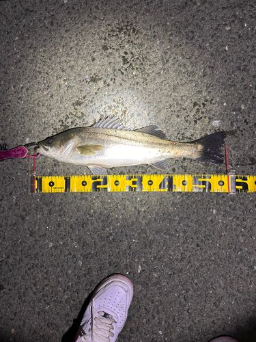 シーバスの釣果